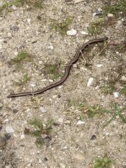 Anguis fragilis