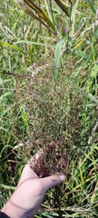 Lythrum virgatum
