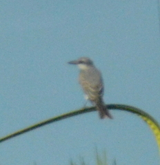 Tyrannus dominicensis
