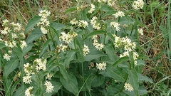 Vincetoxicum hirundinaria