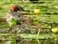 Tachybaptus ruficollis