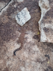 Pachydactylus capensis