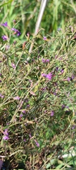 Lythrum virgatum