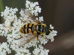 Myathropa florea