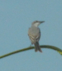 Tyrannus dominicensis
