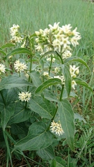 Vincetoxicum hirundinaria