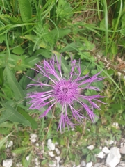 Centaurea nervosa