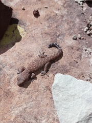 Pachydactylus capensis