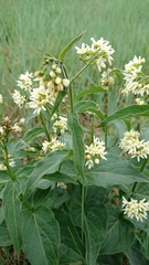 Vincetoxicum hirundinaria