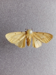Spilosoma lutea
