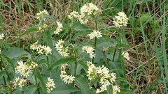 Vincetoxicum hirundinaria