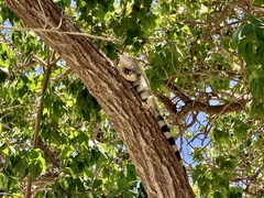 Iguana iguana