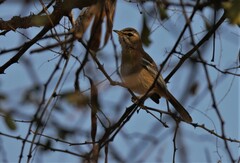 Cercotrichas leucophrys