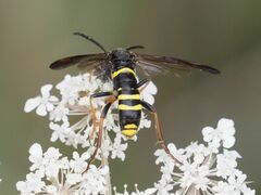 Tenthredo vespa