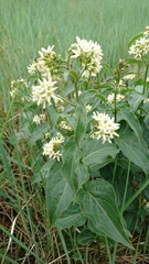 Vincetoxicum hirundinaria