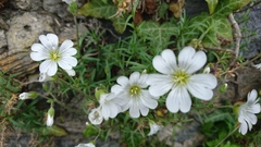 Cerastium arvense