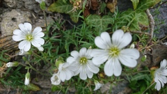 Cerastium arvense
