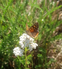 Lycaena phlaeas
