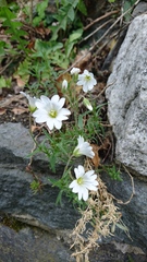 Cerastium arvense
