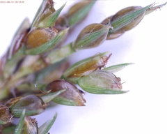 Cyperus schweinitzii