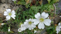 Cerastium arvense