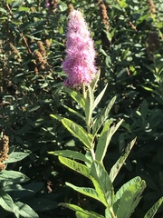 Spiraea douglasii