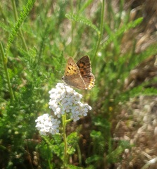 Lycaena phlaeas