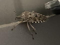 Rhaphigaster nebulosa