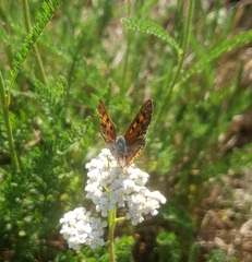 Lycaena phlaeas
