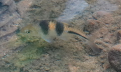 Striuntius lateristriga