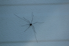 Phalangioidea
