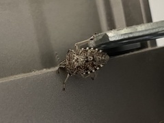 Rhaphigaster nebulosa