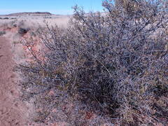 Dodonaea viscosa