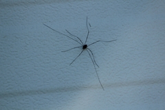 Phalangioidea