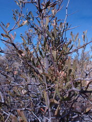 Dodonaea viscosa