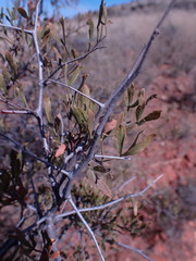 Dodonaea viscosa
