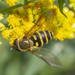 Syrphus torvus