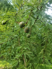 Taxodium distichum
