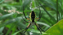 Argiope aurantia