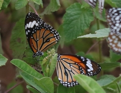 Danaus genutia