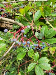 Parthenocissus inserta