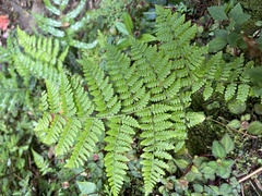 Dryopteris peranema