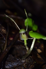 Corybas vitreus