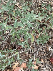 Berberis trifoliolata