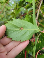 Parthenocissus inserta