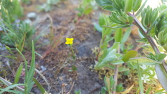 Cicendia quadrangularis