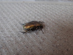 Pseudotorynorrhina japonica