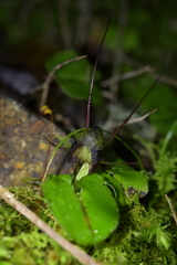 Corybas vitreus