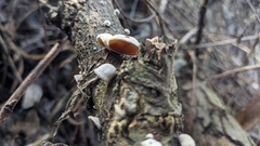 Schizophyllum amplum