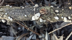 Schizophyllum amplum